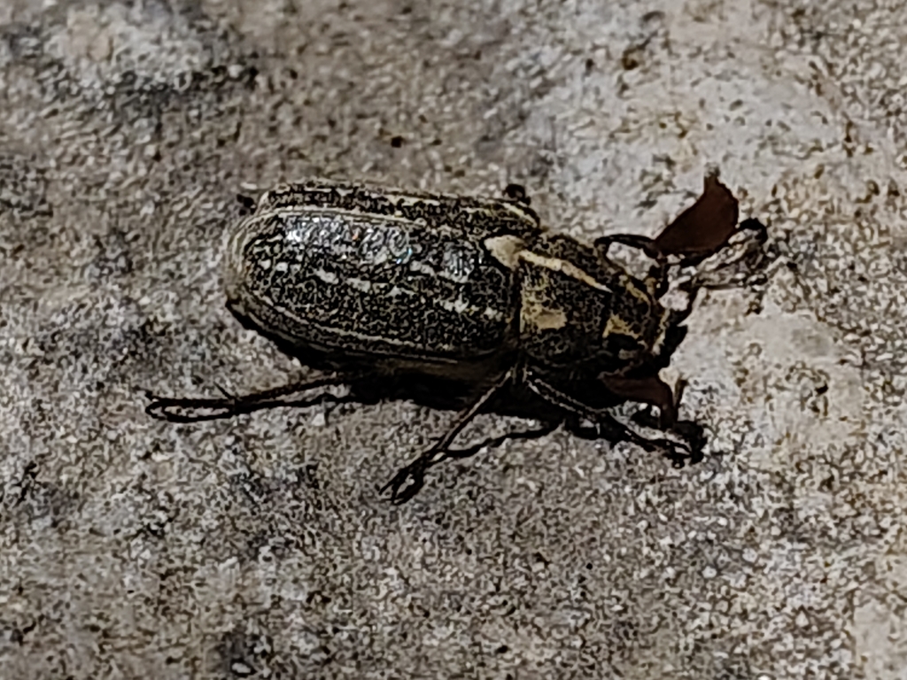 Polyphylla arguta
