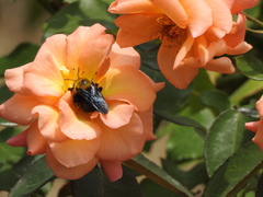 Xylocopa appendiculata circumvolans