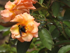 Xylocopa appendiculata circumvolans