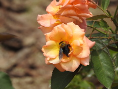 Xylocopa appendiculata circumvolans