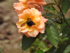 Xylocopa appendiculata circumvolans