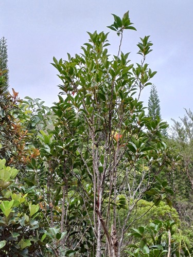 Litsea triflora observed 2025-02-16