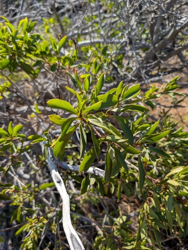 Myoporum sandwicense observed 2025-06-11