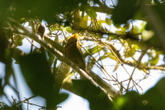 Piculus chrysochloros