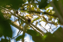 Piculus chrysochloros