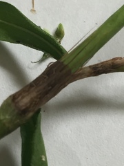 Persicaria hydropiperoides