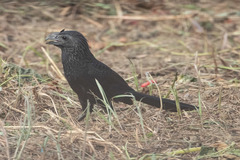 Crotophaga sulcirostris