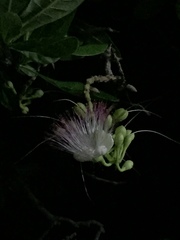 Barringtonia asiatica
