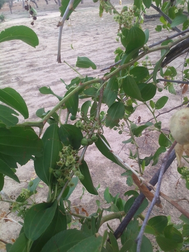 Christ's thorn jujube