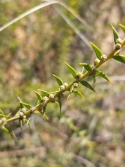 Acacia amblygona, photograph (c) Ruth Palsson, some rights reserved (CC BY-SA)