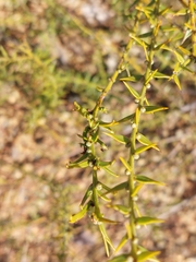Acacia amblygona, photograph (c) Ruth Palsson, some rights reserved (CC BY-SA)