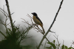 Saltator orenocensis