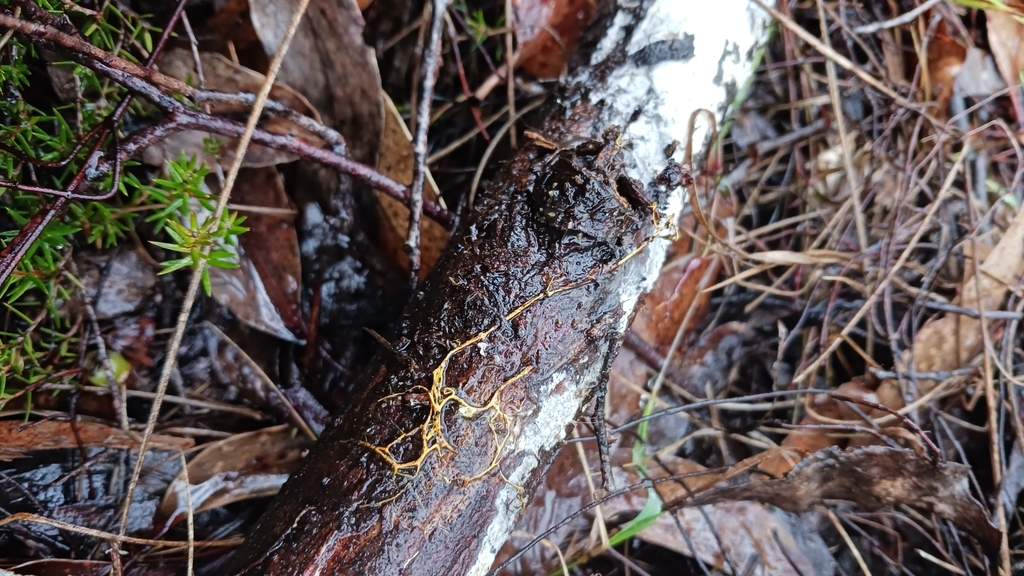 Rhizochaete filamentosa · June 2025 · photo: © jessbamford (iNaturalist, cc-by-sa)