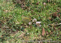 Colias dimera