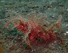 Pteroidichthys amboinensis