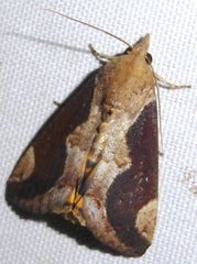 Hypocala subsatura