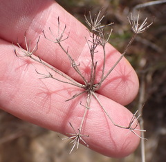 Lichtensteinia interrupta, photograph (c) Nicola van Berkel, some rights reserved (CC BY-SA)