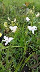 Calopogon oklahomensis