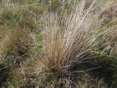 Schoenus pauciflorus