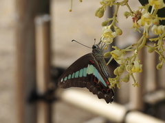 Graphium sarpedon nipponum