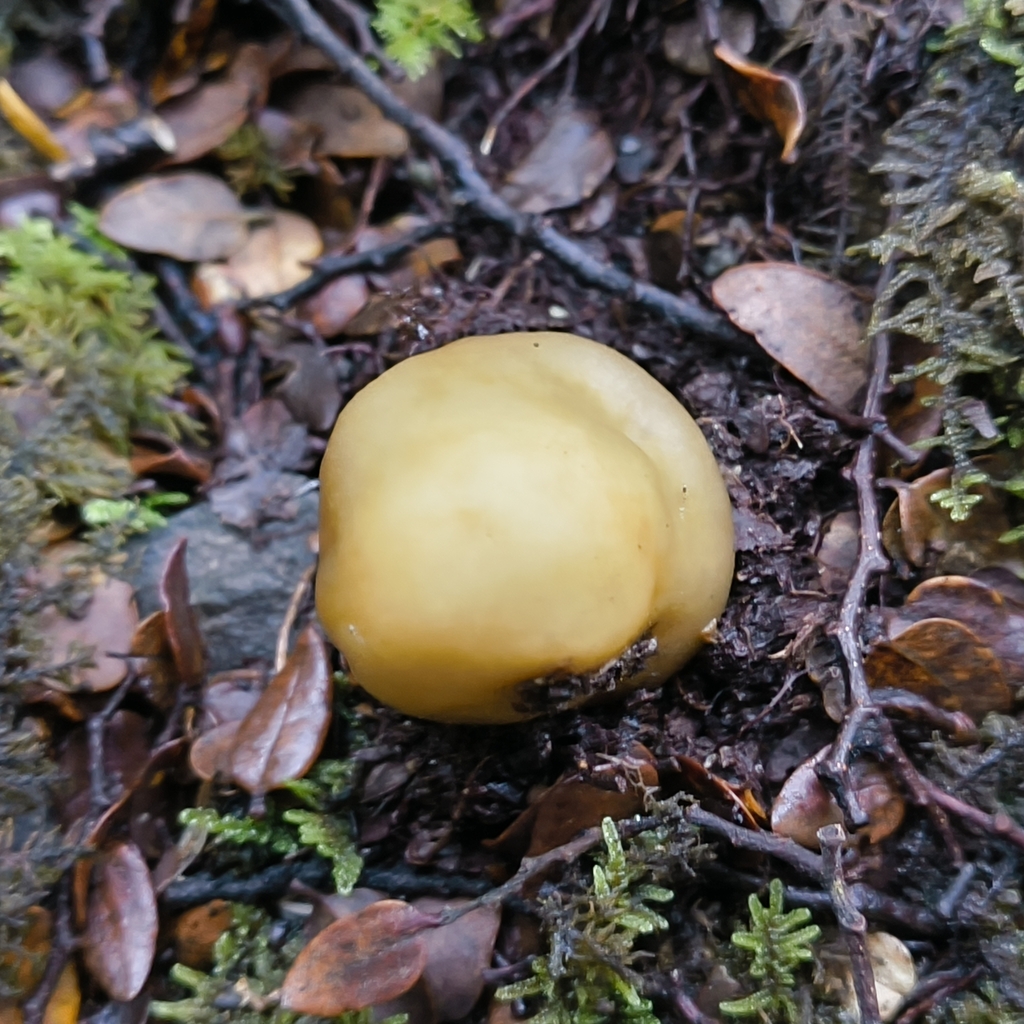 Cortinarius epiphaeus · June 2025 · photo: © zedt (iNaturalist, cc-by)
