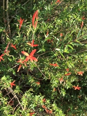 Anisacanthus