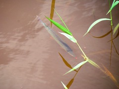 Boulengerella maculata