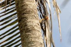 Melanerpes rubricapillus