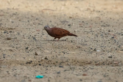 Columbina talpacoti
