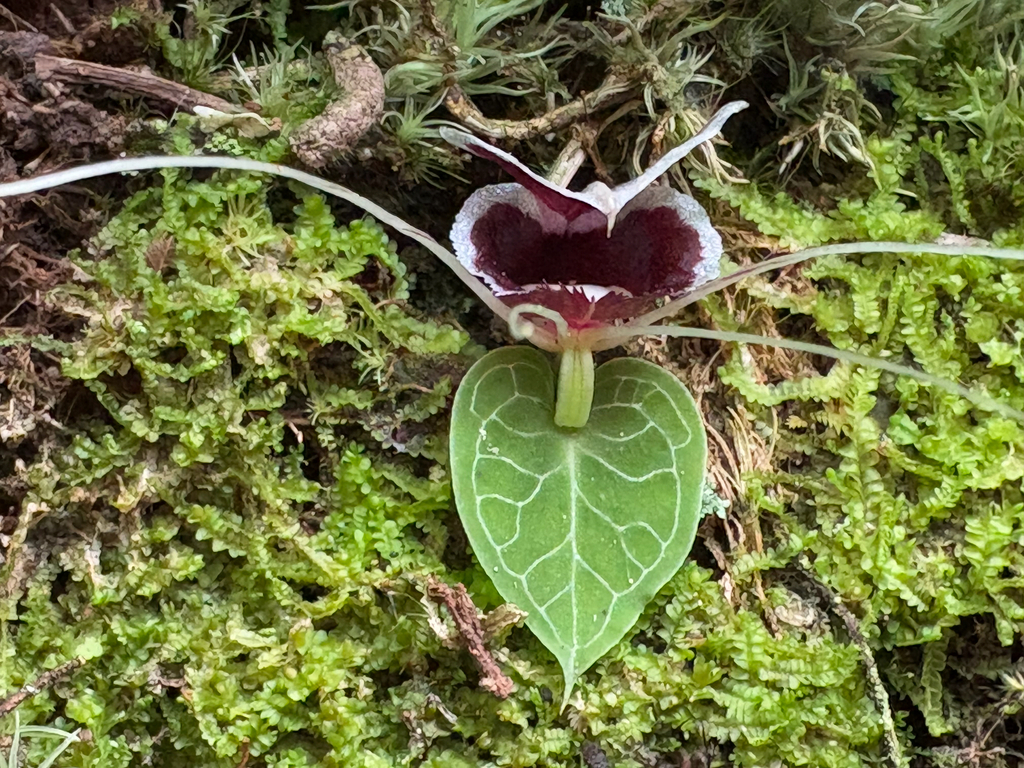 Corybas pictus
