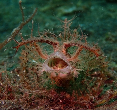 Pteroidichthys amboinensis