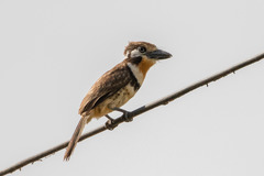 Hypnelus ruficollis