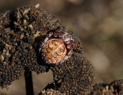 Araneidae