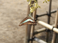 Graphium sarpedon nipponum