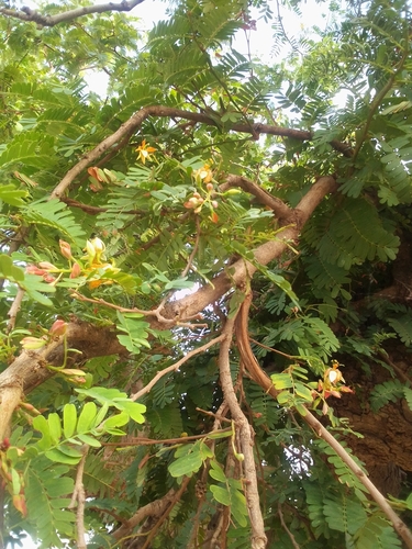 Tamarind