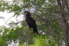 Rostrhamus sociabilis