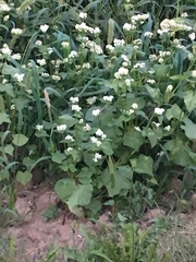 Fagopyrum esculentum