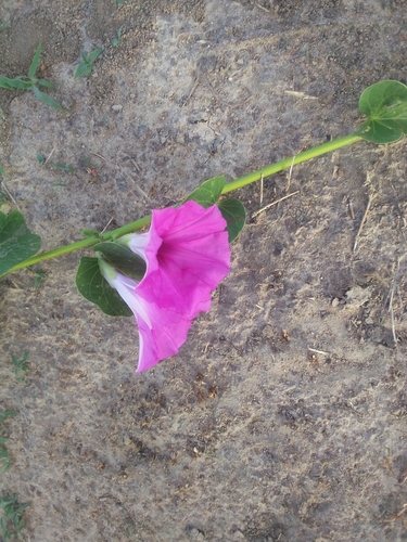 Ginger-leaf Morning-glory