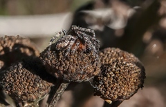 Araneidae
