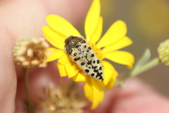 Acmaeodera maculifera