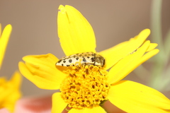 Acmaeodera maculifera