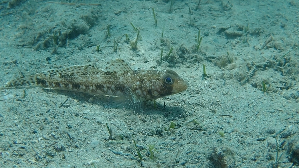 Slender goby (Gobius geniporus) — Gobiidae