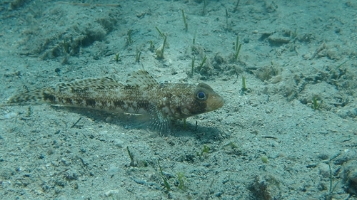 Slender goby (Gobius geniporus) — Gobiidae