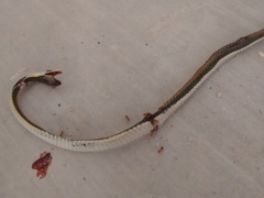 Leptophis mexicanus