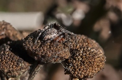 Araneidae
