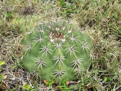 Melocactus curvispinus caesius