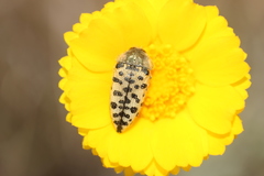 Acmaeodera maculifera