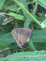 Parrhasius moctezuma