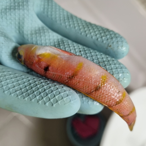 Muro sandperch (Parapercis muronis) — Pinguipedidae — 2