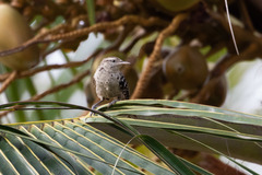 Campylorhynchus nuchalis